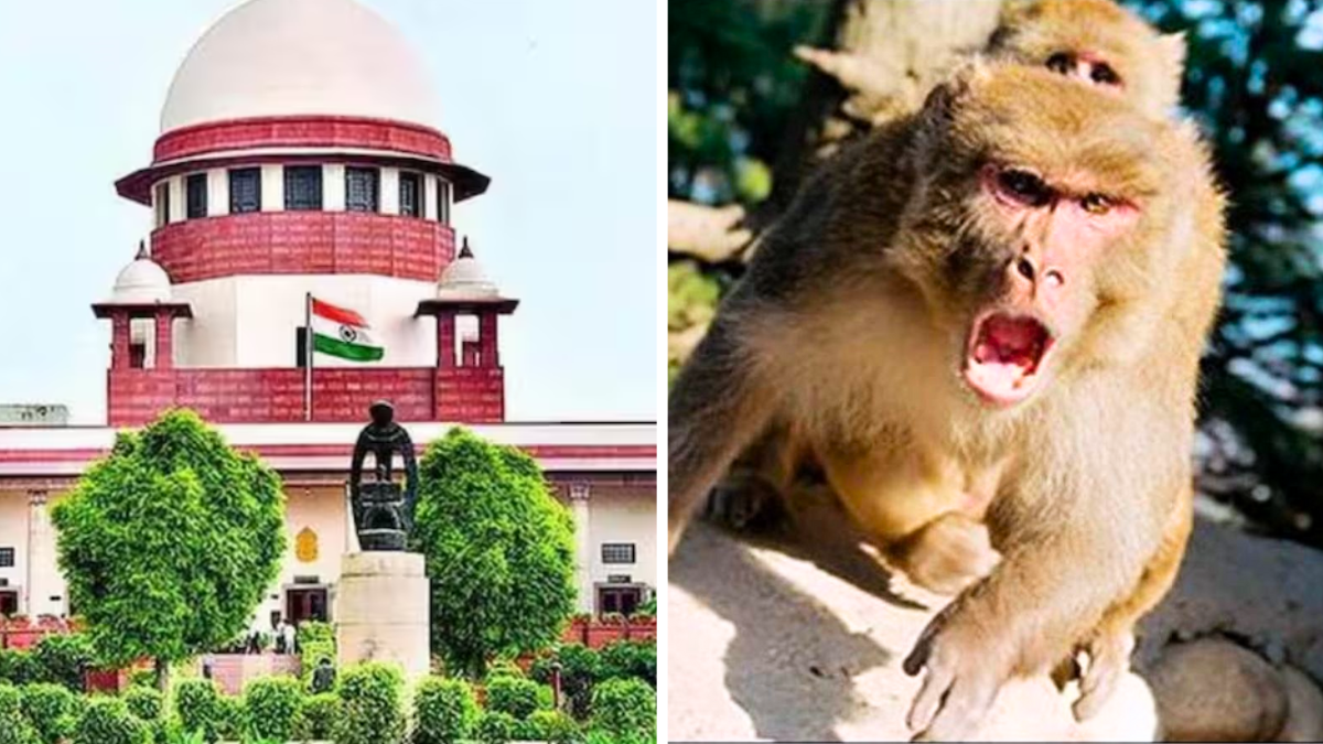सुप्रीम कोर्ट में बंदरों का आतंक, महिला वकील को काटा, इलाज के लिए दर-दर भटकना पड़ाने ब्रांड 