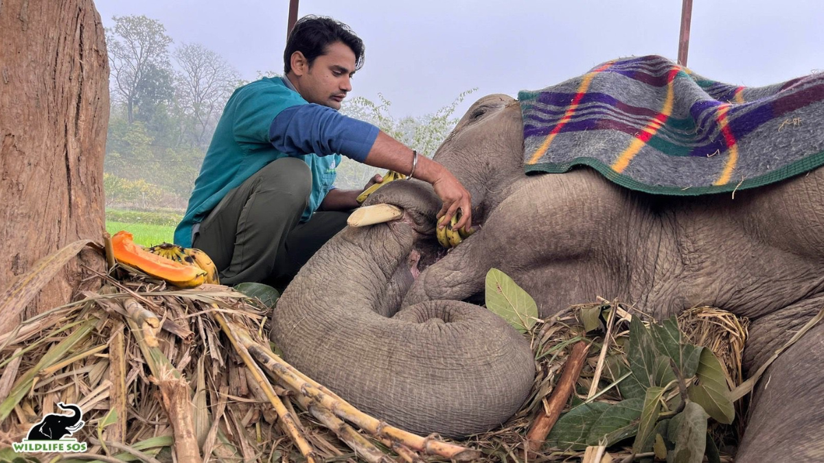 2030 तक भारत में 300 भीख मांगने वाले हाथी होंगे मुक्त! Wildlife SOS का महत्वाकांक्षी अभियान शुरूने ब्रांड 